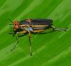 Thecomyia longicornis